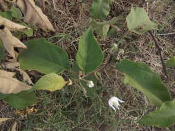 Image of Solanum ferrugineum Jacq.