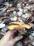 Image of Lactarius rubrilacteus Hesler & A. H. Sm. 1979