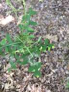 Image of Louisiana Lettuce