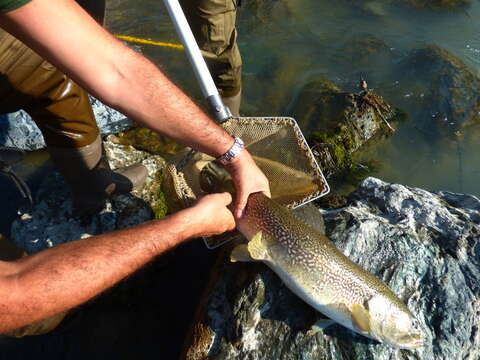 Image of Marbled trout