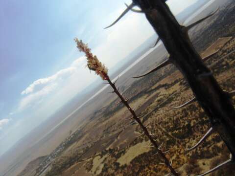 Imagem de Fouquieria splendens var. albiflora Henrickson