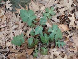 Polymnia canadensis L. resmi