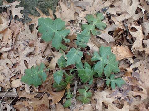 Image of whiteflower leafcup