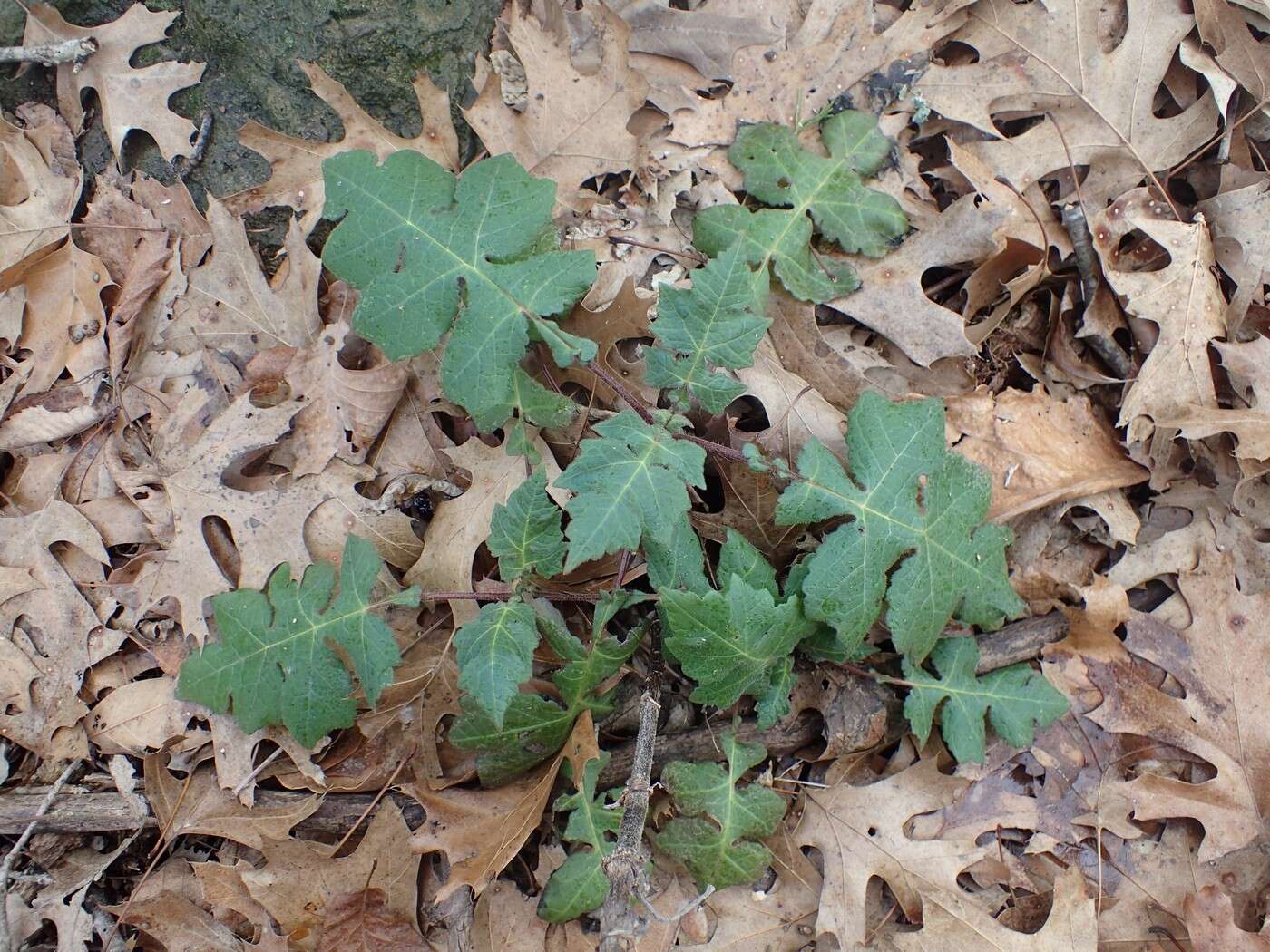 Polymnia canadensis L. resmi