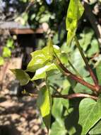 Image of Ivy aphid