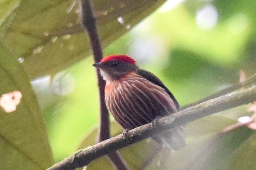 Image of Striolated Manakin