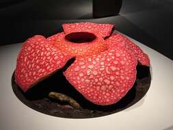 Image de Rafflesia arnoldii R. Br.