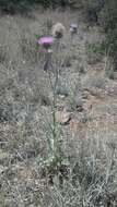 Imagem de Cirsium neomexicanum A. Gray