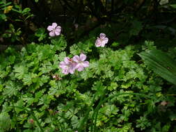 Image of Dalmatian Cranesbill