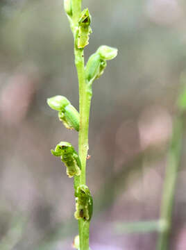 Image of Sweet onion orchid