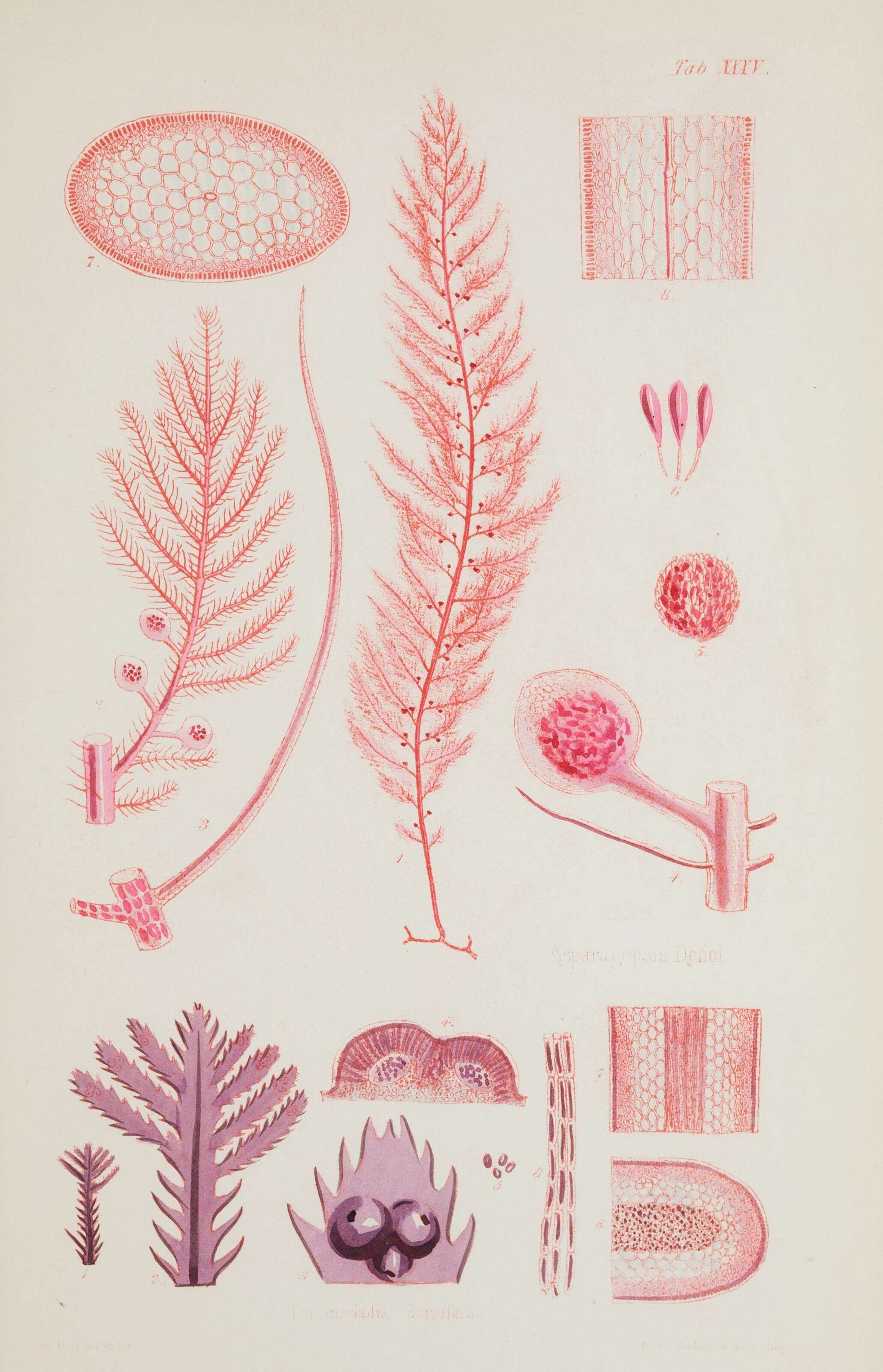 Image of Red asparagus algae