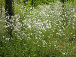 Image of eastern daisy fleabane