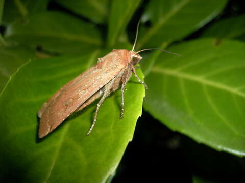 Image of Large Yellow Underwing