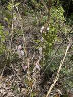 Imagem de Prunus humilis Bunge