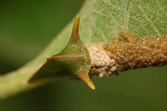 Image of Alchisme grossa Fairmaire