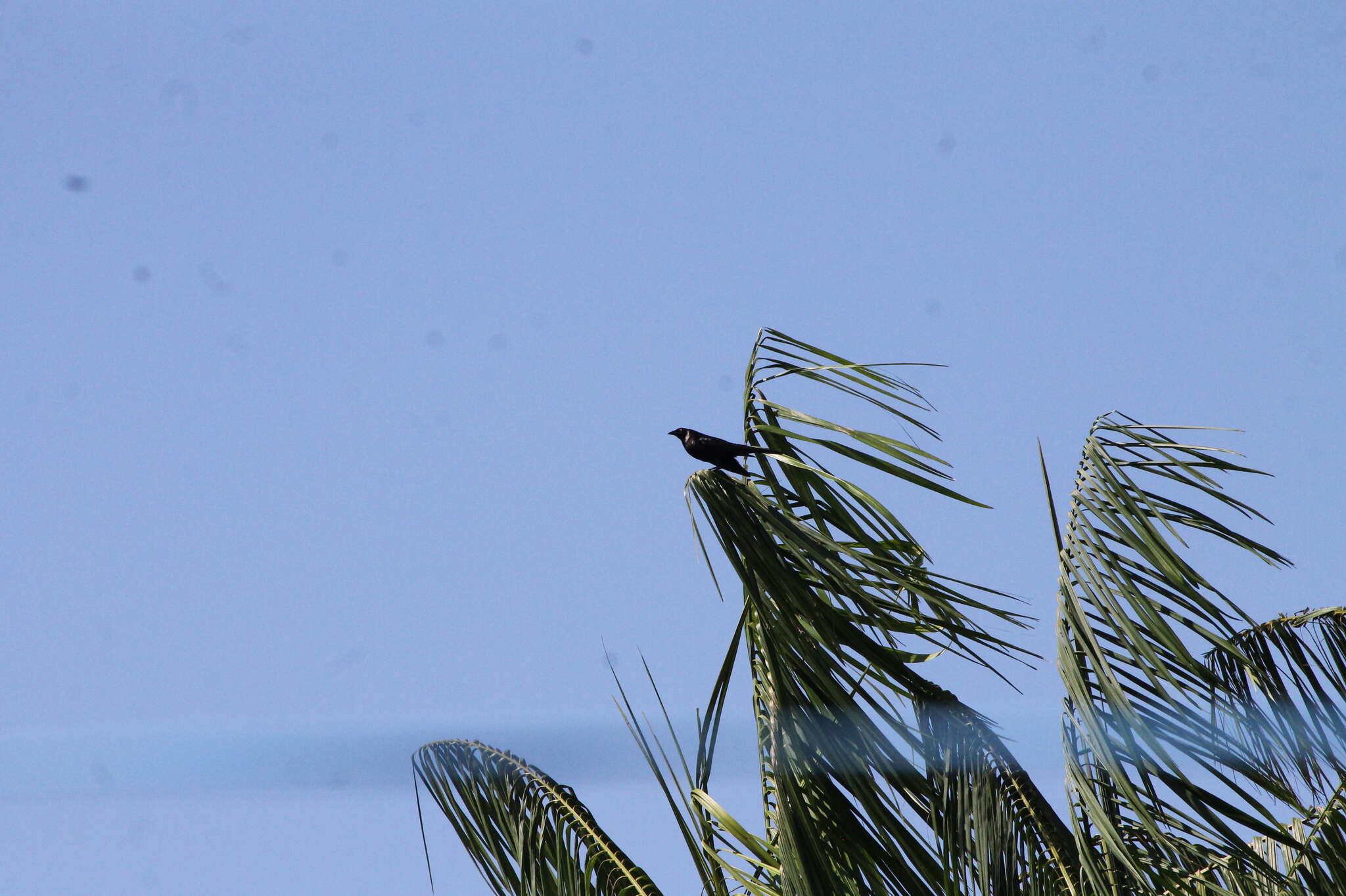 Image of Giant Cowbird