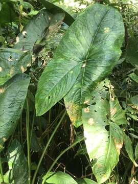 Urospatha friedrichsthalii Schott的圖片