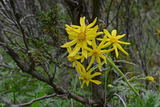 Image of Ligularia narynensis (C. G. A. Winkl.) O. Fedtsch. & B. Fedtsch.