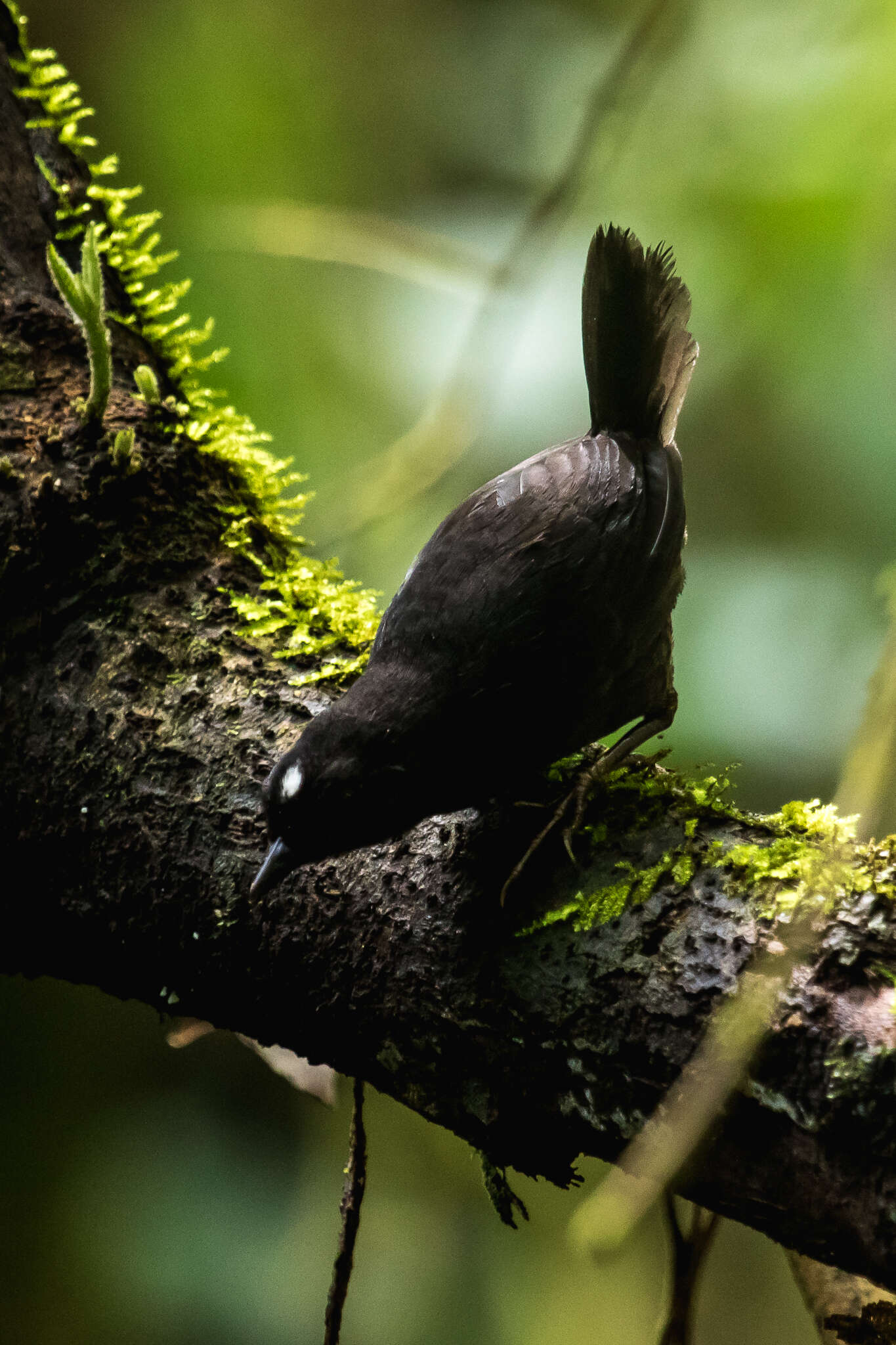 Scytalopus atratus confusus Zimmer & JT 1939 resmi