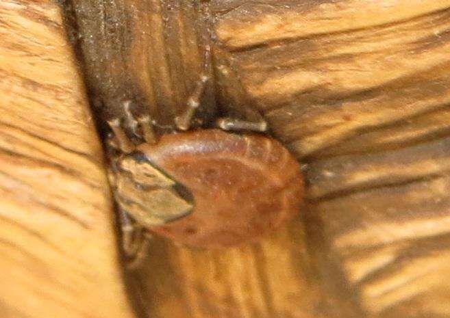 Image of Hard tick