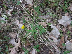 Image de Ranunculus cassubicus L.