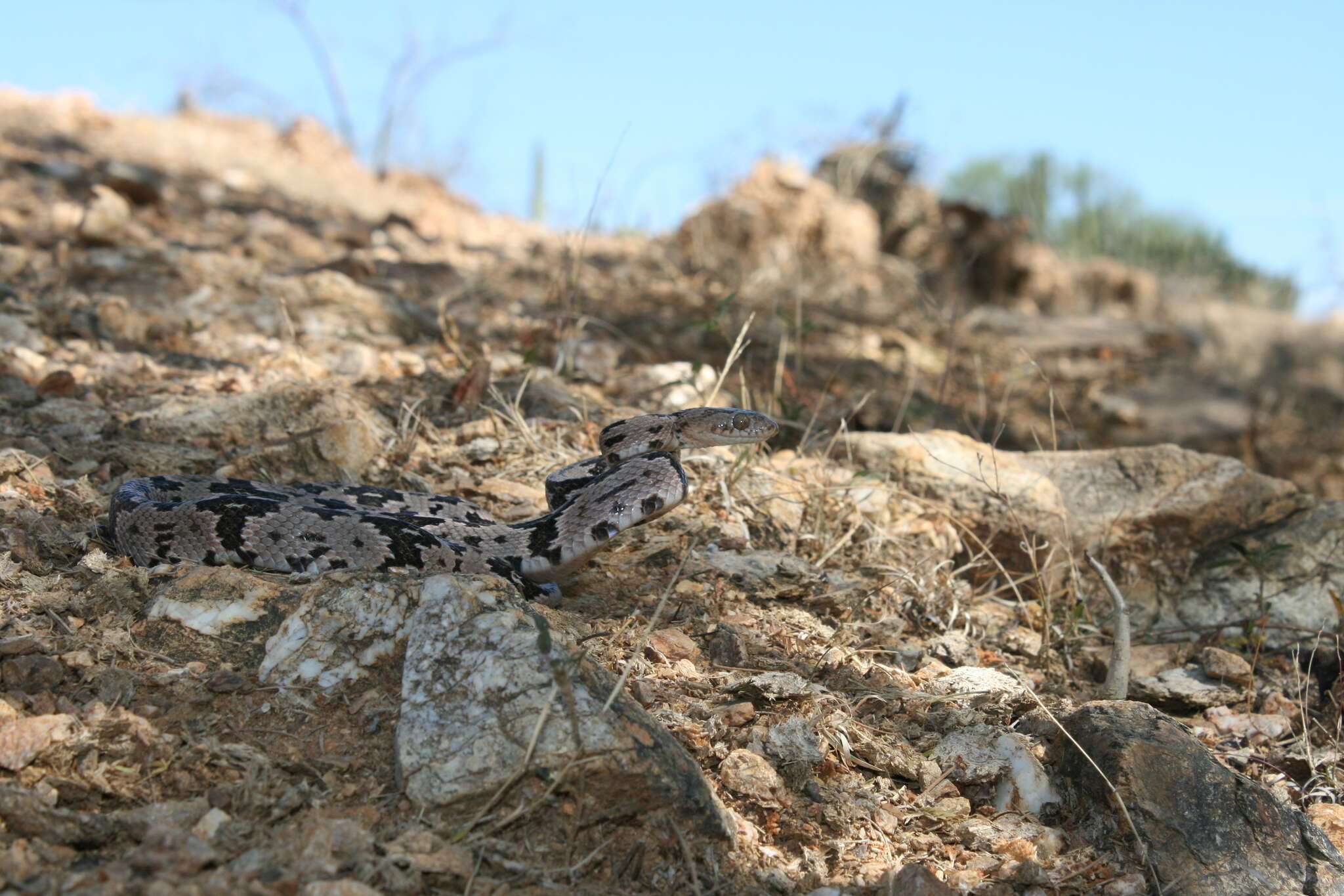 Image of Coastal Lyre Snake