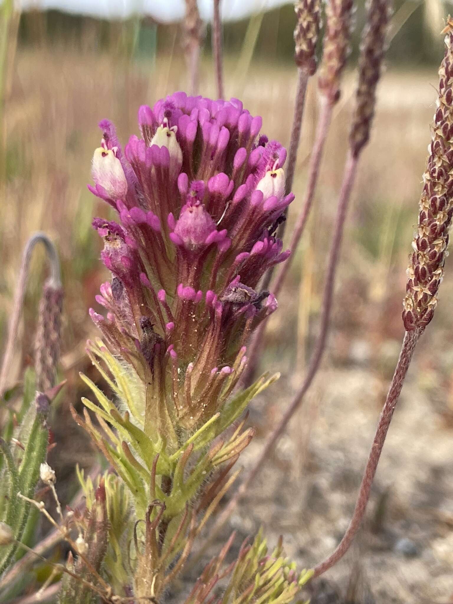 Image of wideleaf Indian paintbrush