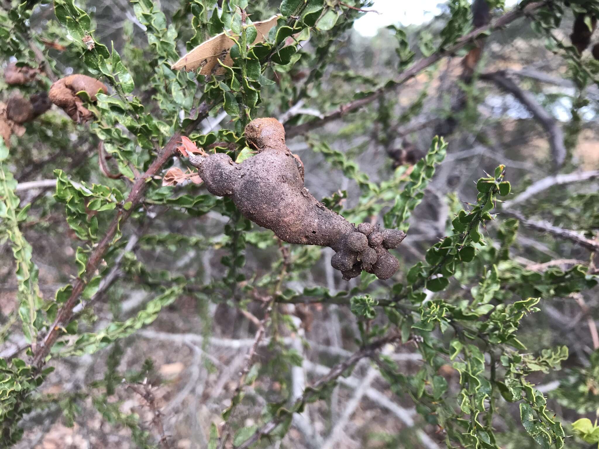 Image of Uromycladium paradoxae