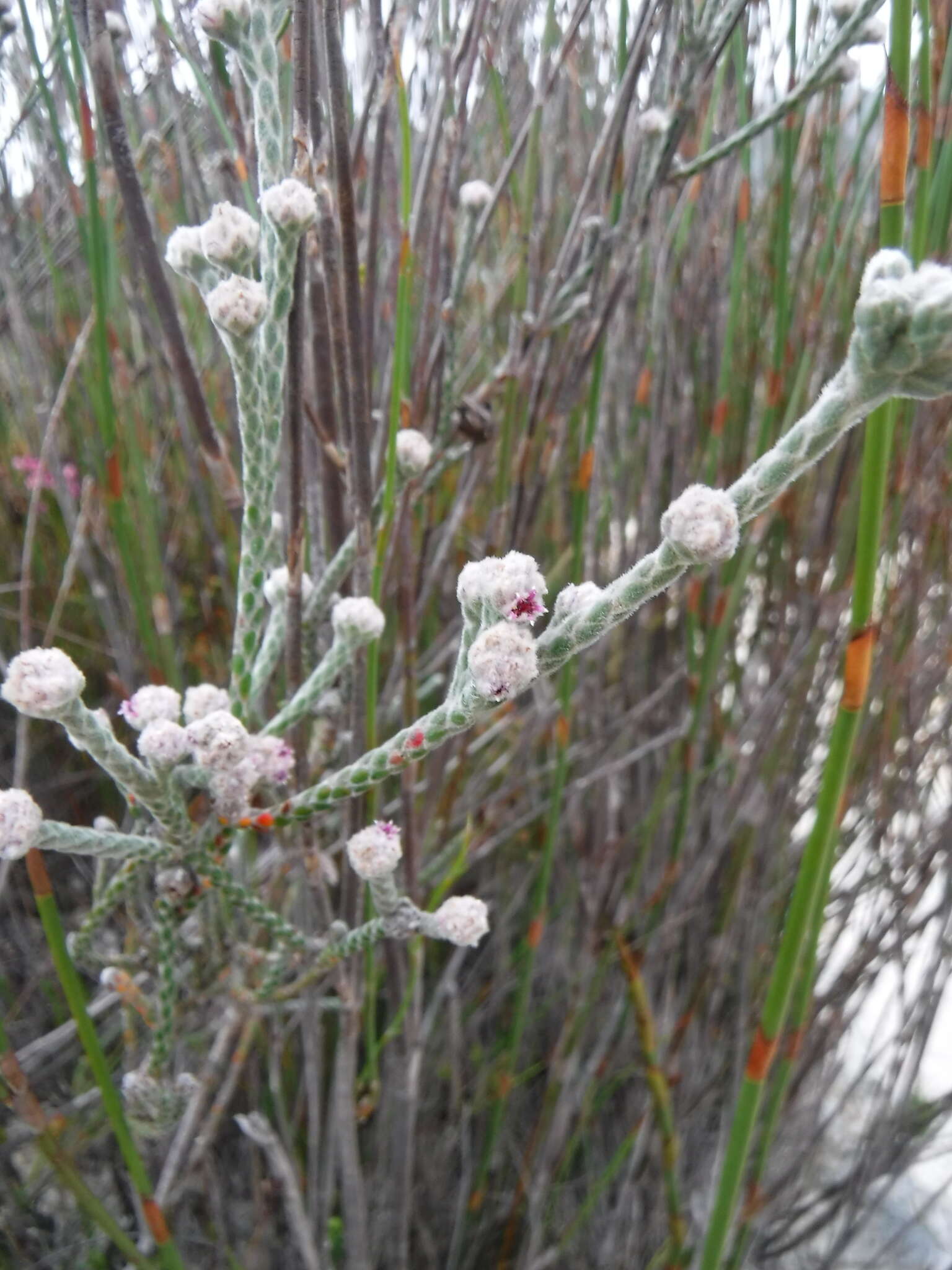 صورة Brunia phylicoides Thunb.