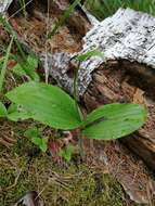 Image of Spotted lady's slipper