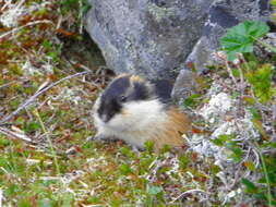 Image of Norway Lemming