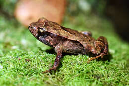 Image of Pouched Frogs