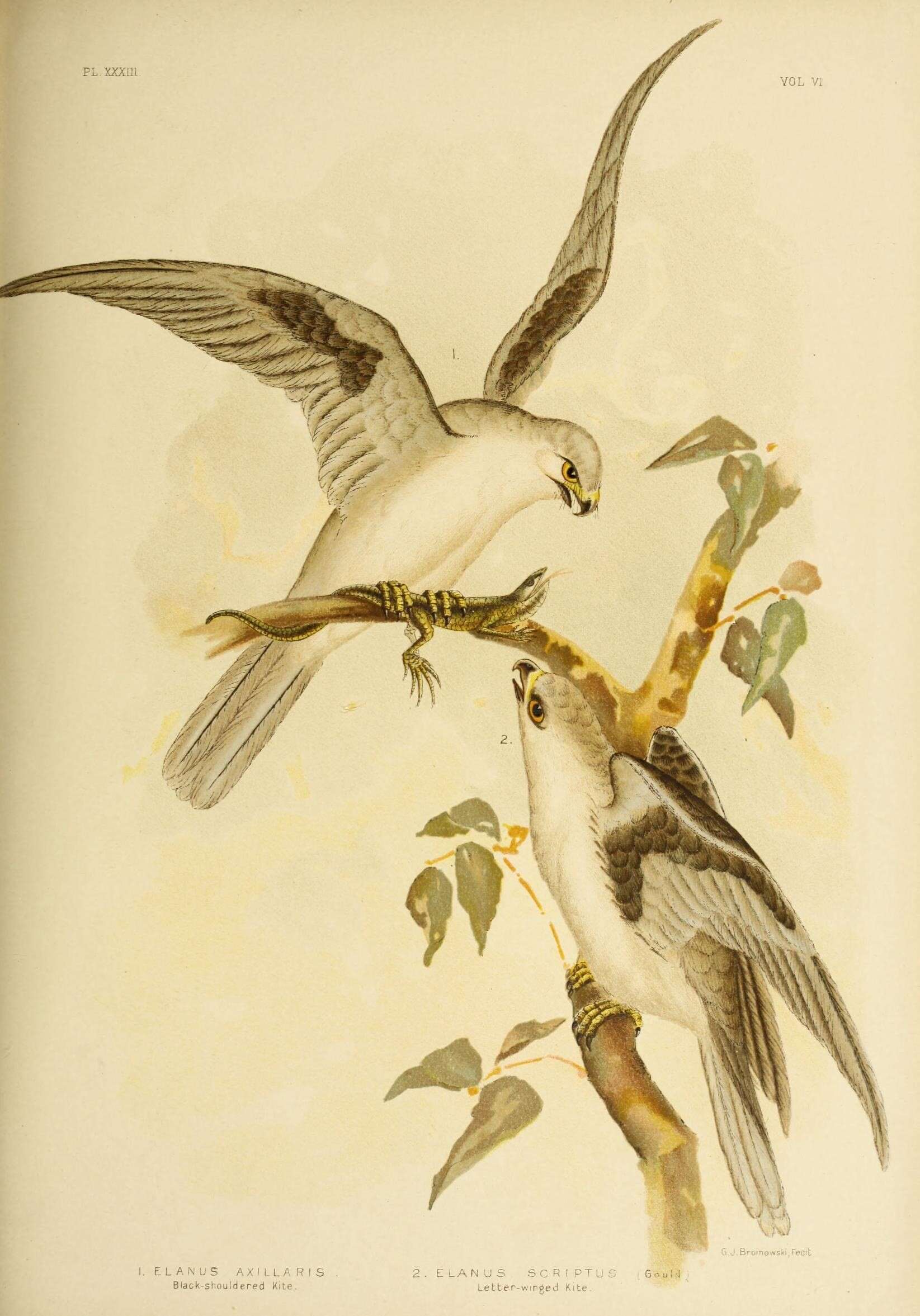 Image of Letter-winged Kite