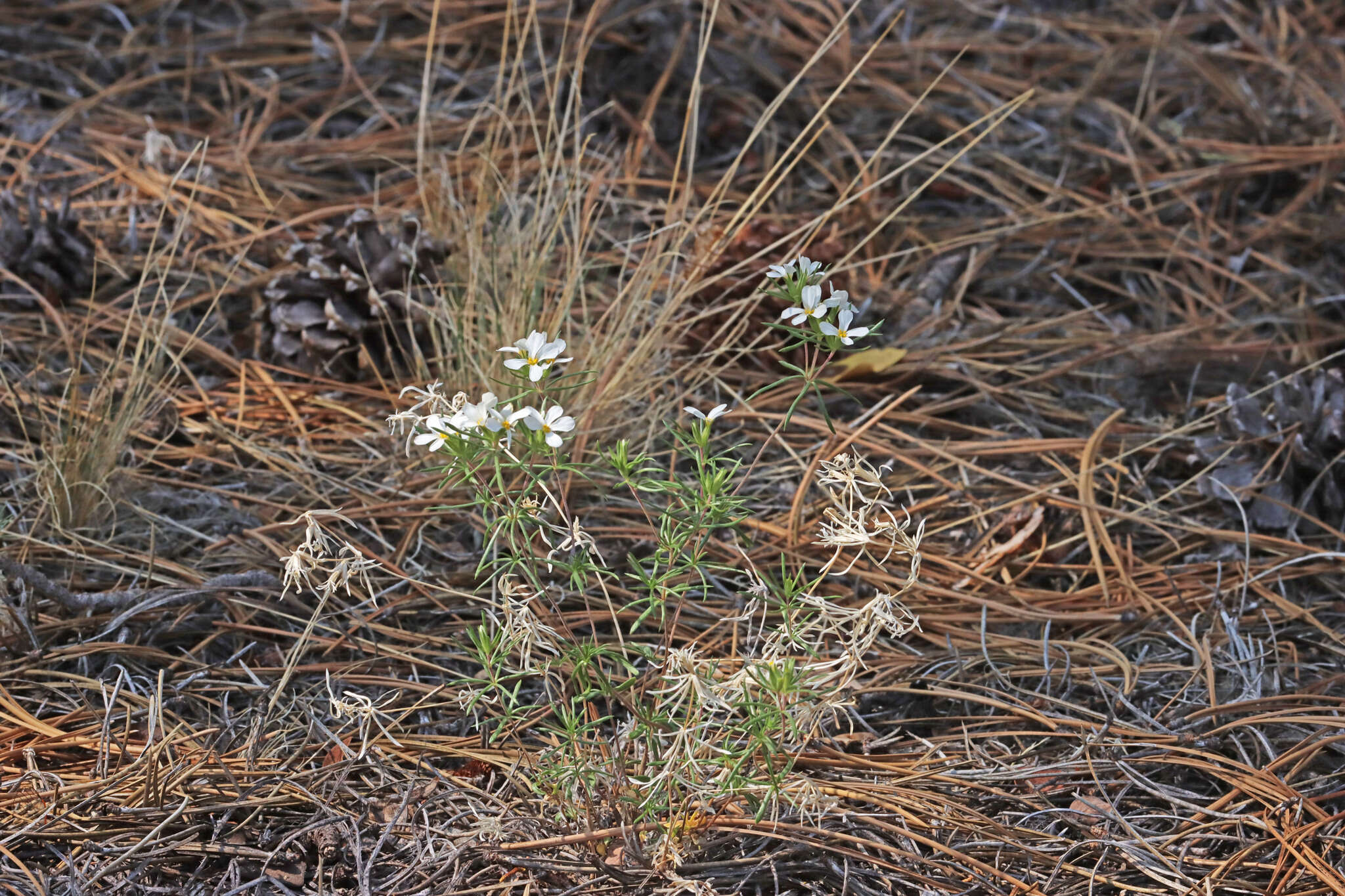 Image of Nuttall's linanthus