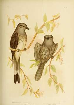 Image of Ground Cuckoo-shrike