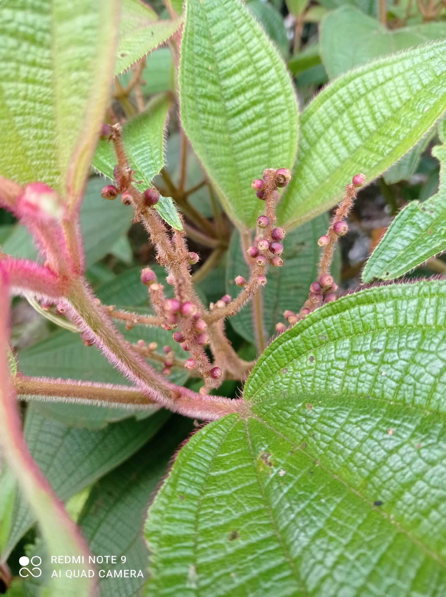 Слика од Miconia aeruginosa Naud.