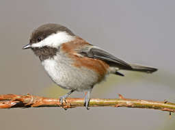 Image of Chestnut-backed Chickadee