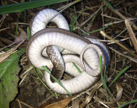 Image of brown-bellied snakes