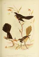 Image of Northern Fantail