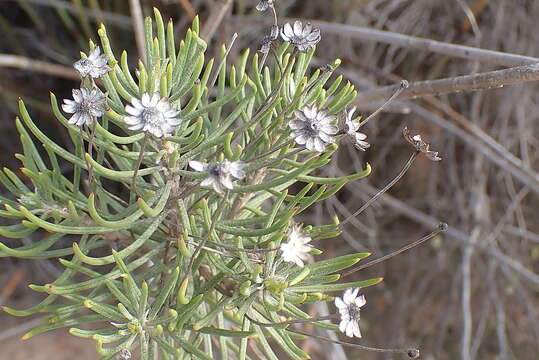 Image of Euryops rehmannii Compton