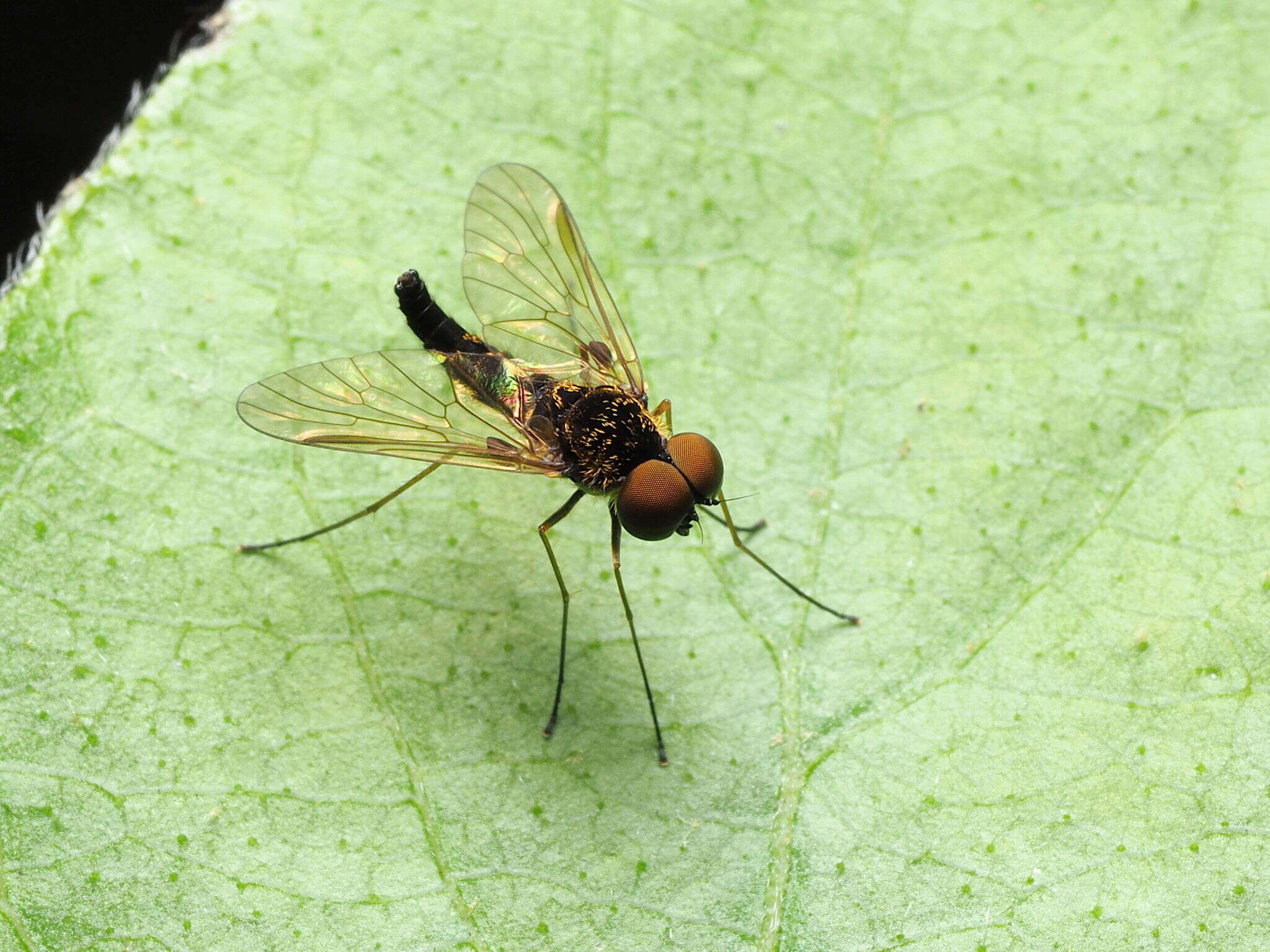 Image of Chrysopilus fasciatus (Say 1823)