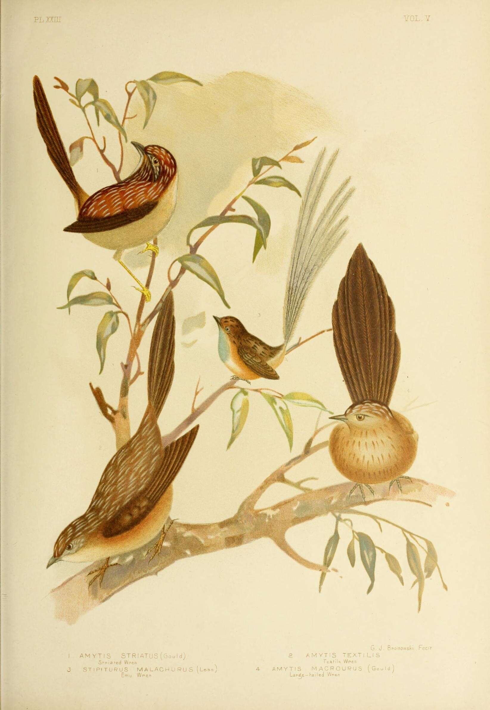 Image of Thick-billed Grasswren