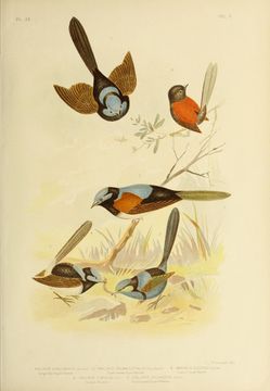 Image of Red-winged Fairy-wren