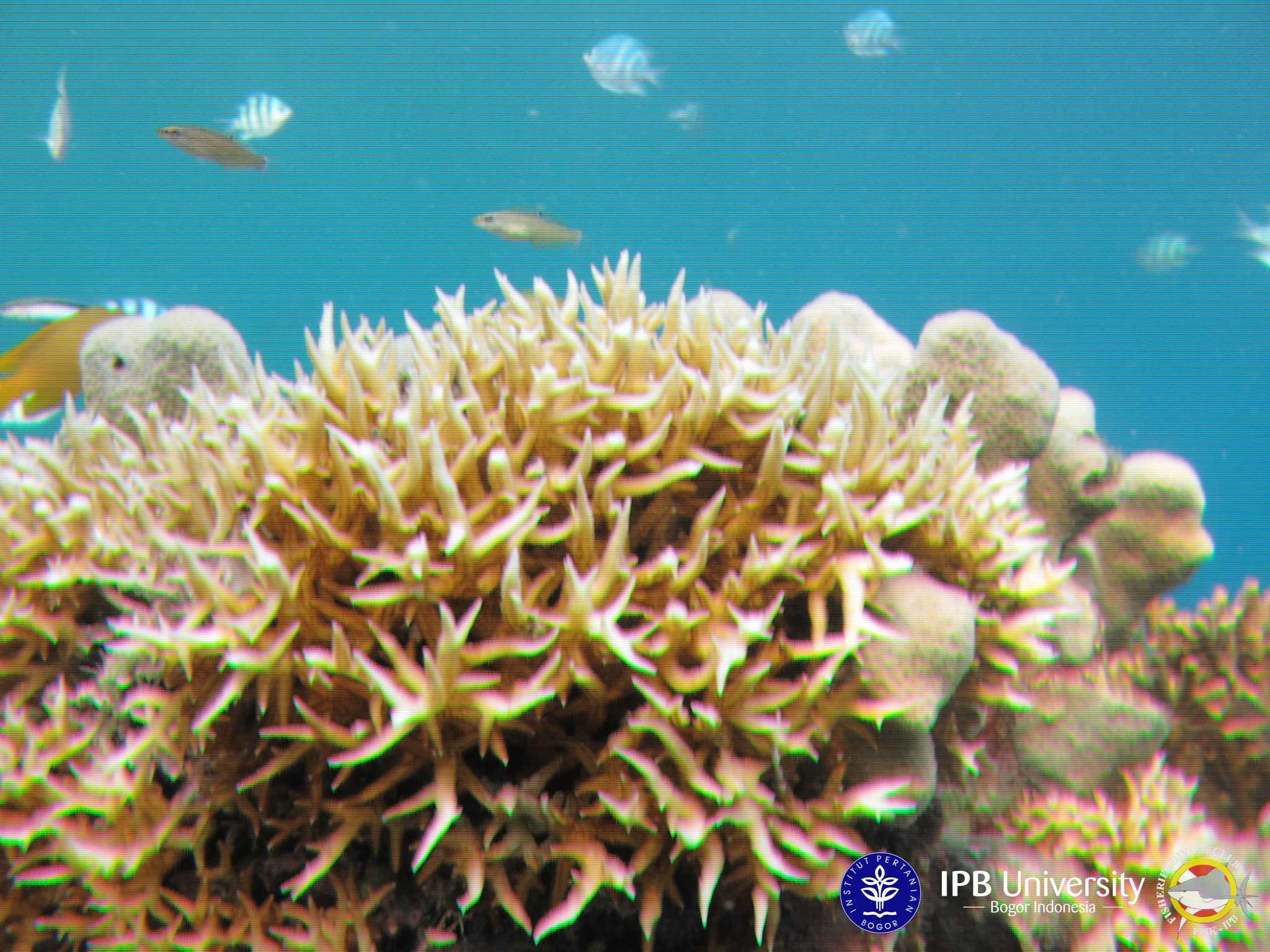 Image of Thin Birdsnest Coral