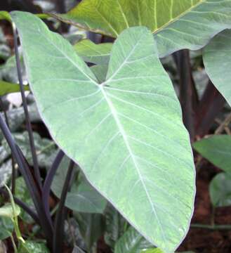 Image of arrowleaf elephant's ear