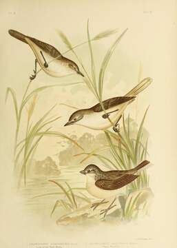 Image of Australian Reed Warbler