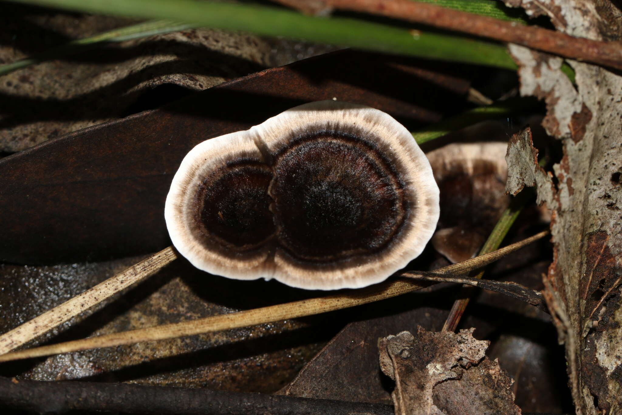 Image de Phellodon bleu noir