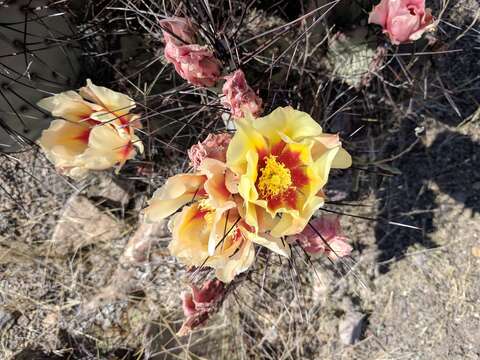 Opuntia azurea var. diplopurpurea的圖片