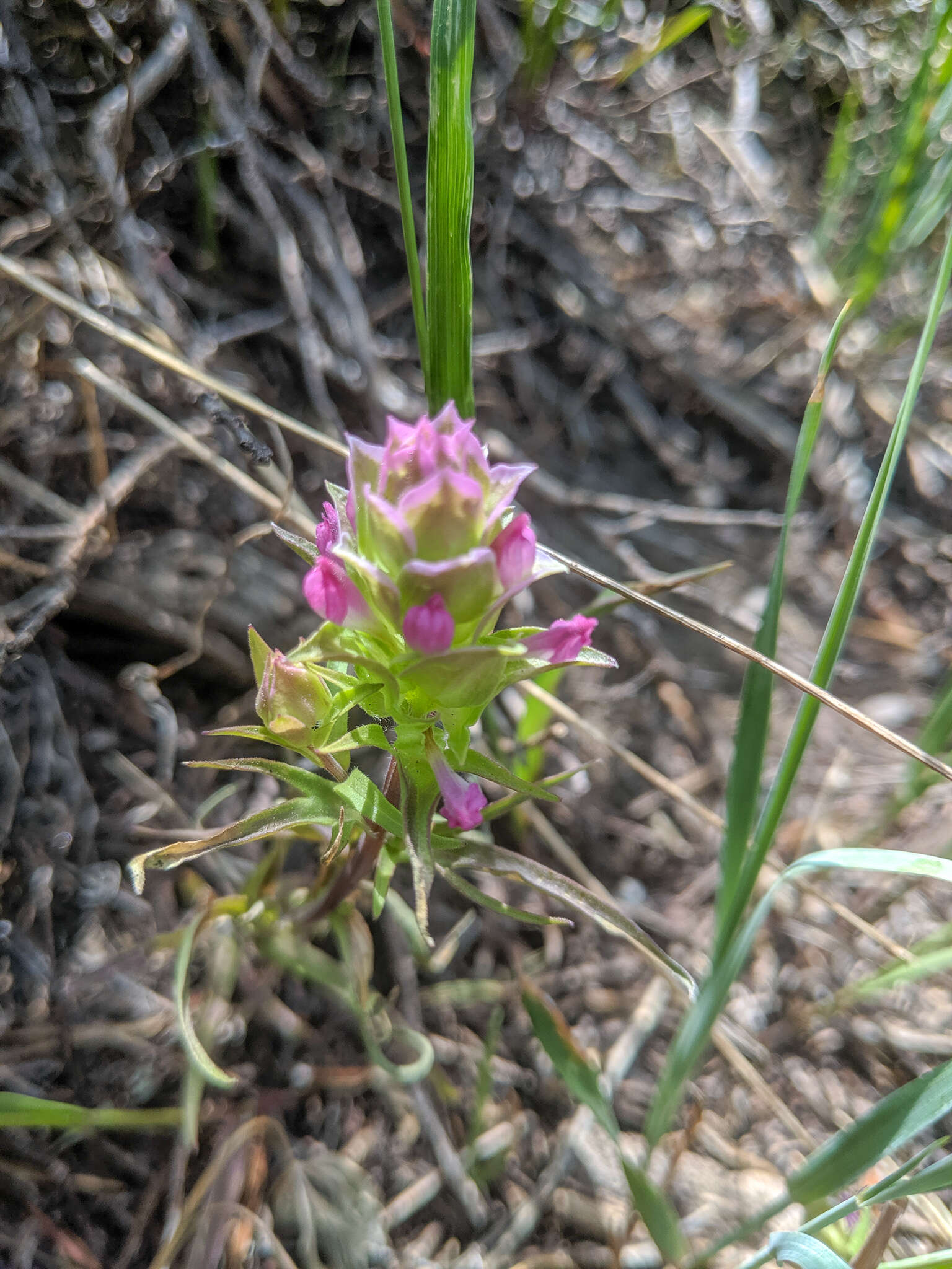 Image of toothed owl's-clover