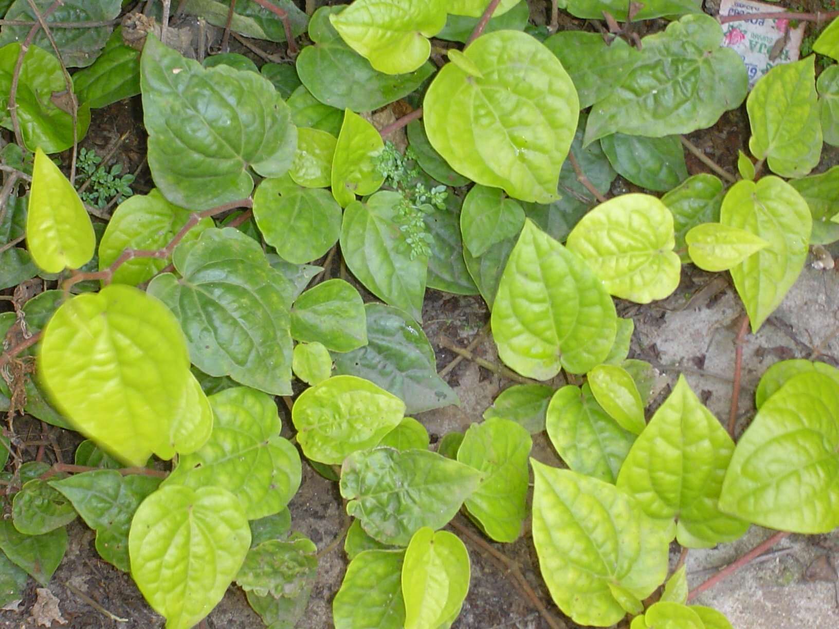 Image of Betel pepper